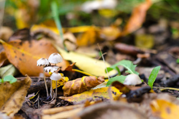 Pair of fragile thin mushrooms, in moorland, in forest.