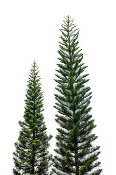 Pine tree isolated on white for Christmas decoration design.
