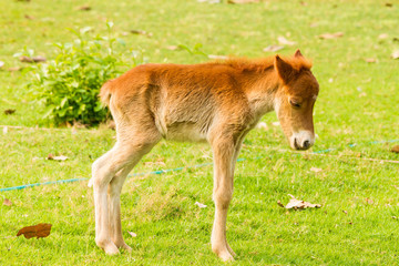 Naklejka na ściany i meble Baby horse in green grass