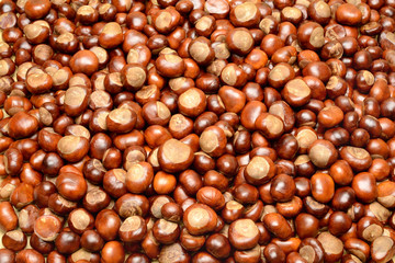 Group of fresh chestnuts. Dark background.
