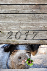 2017 Glücksschwein