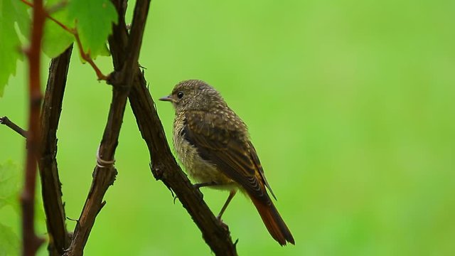 Common nightingales on the grape tree and green background