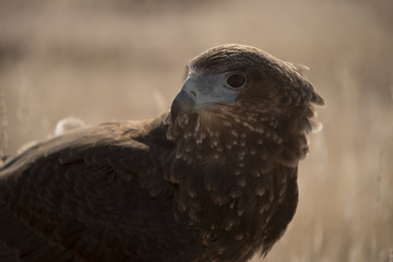 Juvenal Bateleur close-up