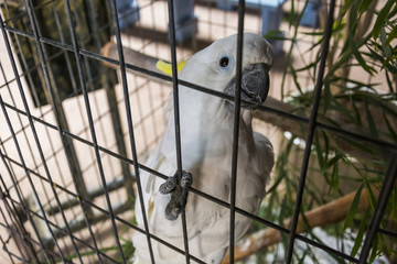Portrait of a white parrot in captivity