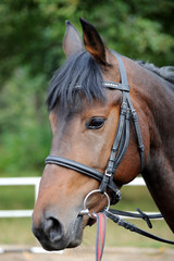 Fototapeta premium Portrait of a curious quarter horse mare