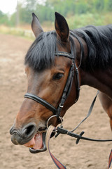 Portrait of a curious quarter horse mare