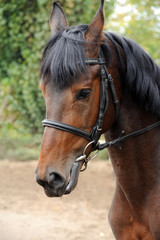 Portrait of a curious quarter horse mare