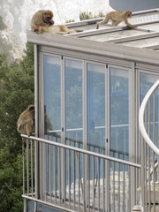 Scimmie in relax - Gibilterra