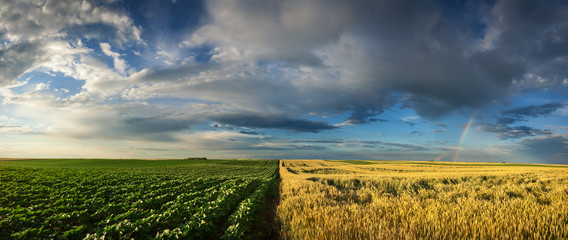 Panorama of young sunflower and wheat fields © rasica