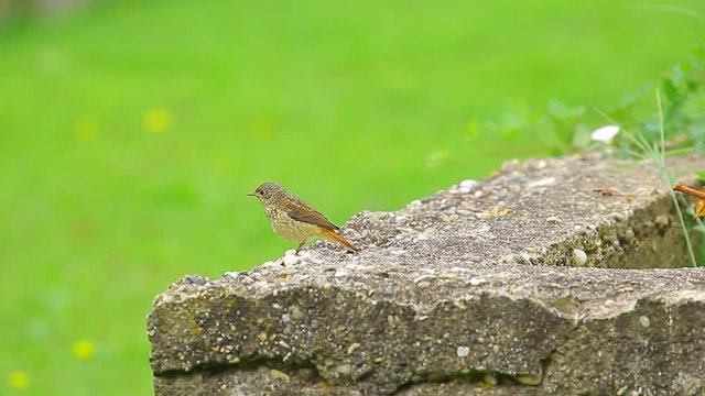 Two common nightingales playing on the concrete wall and green background