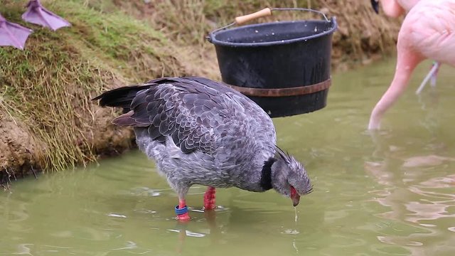 Southern Screamer (Chauna Torquata) Bird in the the River