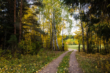 Obraz premium A small road in the forest in autumn day