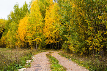 A small road in the forest in autumn day