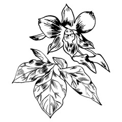 Exotic flowers set. Botanical vector vintage illustration. Design elements.