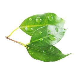 Green tea leaves isolated on white