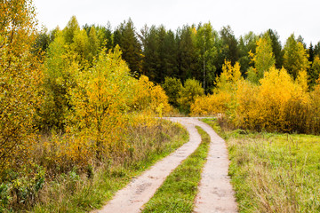 A small road in the forest in autumn day