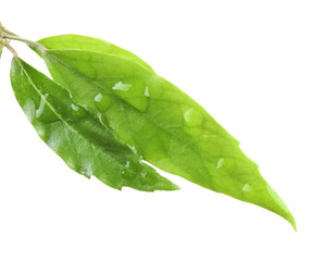 Fototapeta na wymiar Green tea leaves isolated on white