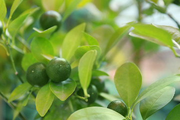 Unripe tangerines on branch, closeup