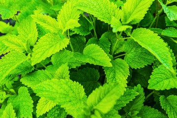 Lemon Balm Herb