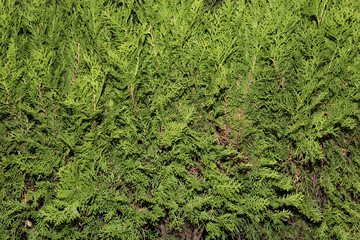 Green thuja tree branches close up details as background image. Green Hedge of Thuja Trees (cypress, juniper). Thuja green natural background. Hedge of thuja trees, close up. Thuja texture.