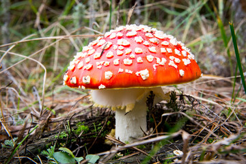 fly agaric mushroom