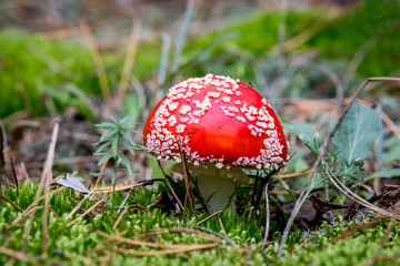 fly agaric mushroom on moss