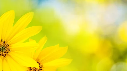 Photo sur Plexiglas Fleurs yellow flower on green background