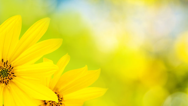 Fototapeta yellow flower on green background