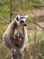 Portrait of adult lemur katta (Lemur catta) with cub