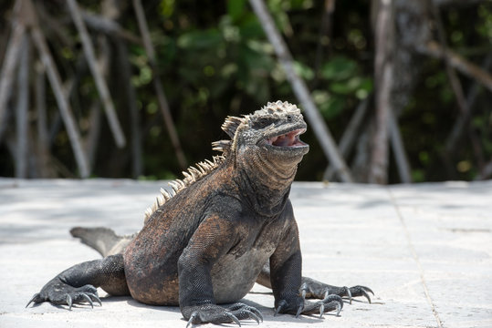 海イグアナのあくび