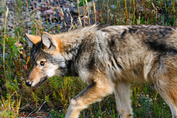 Wild Wolf