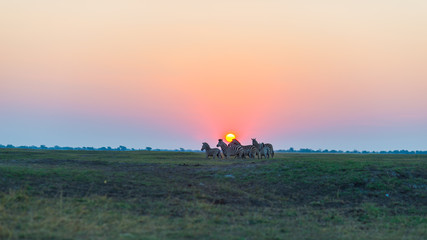 Herd of Zebras walking in the bush in backlight at sunset. Scenic colorful sunlight at the horizon. Wildlife Safari in the african national parks and wildlife reserves.