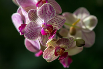 Dance of orchid