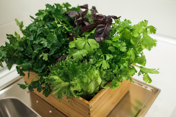 Fototapeta premium Green parsley grows in a wooden box