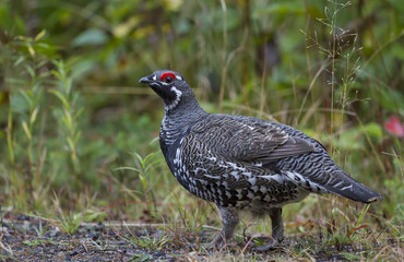 Spruce grouse male strutting along road in Algonquin Park, Canada