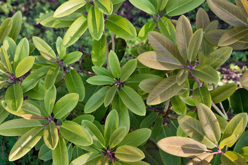ornamental shrub with green leaves closeup