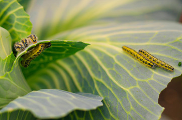 shaggy caterpillars of the cabbage butterfly on cabbage leaf.