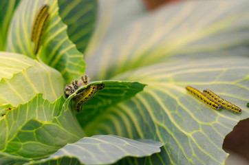 shaggy caterpillars of the cabbage butterfly on cabbage leaf.