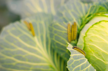 shaggy caterpillars of the cabbage butterfly on cabbage leaf.