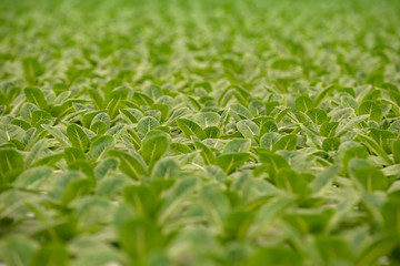 Vegetable in the Hydroponic farm. Hydroponics method of growing plants using water without soil