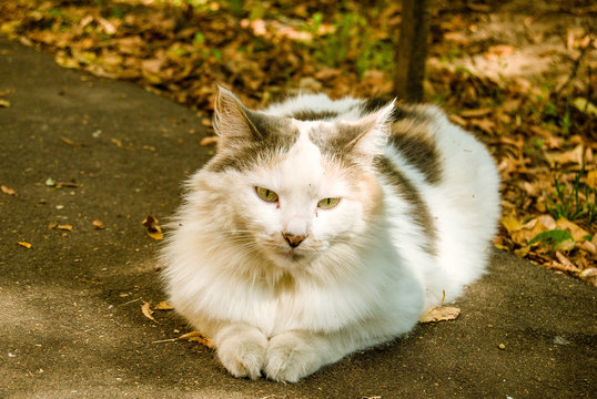 кошка