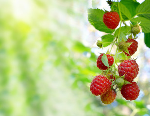 Raspberries in the sun on natural background. Close-up.