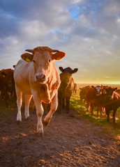 Braune Rinder in der aufgehenden Sonne, Hochformat
