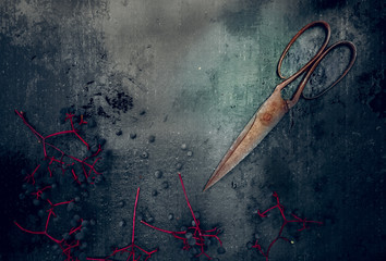 vintage. old scissors and wild grapes. top view