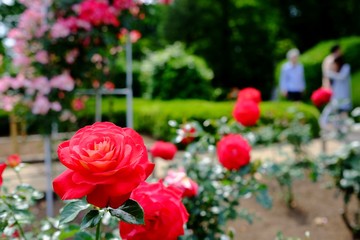 大輪の薔薇と観光客