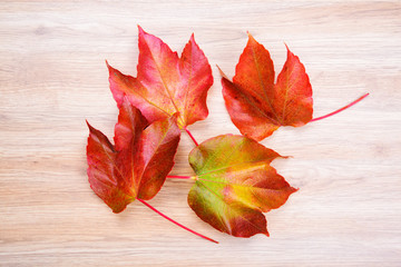 Naklejka na ściany i meble colorful wine leaves on wooden ground