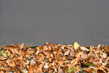 Grey wall with autumn leaves