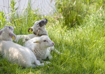 Three little lambs