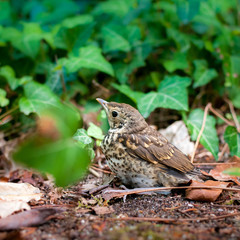 Oisillon, petit merle