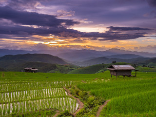 Sunset and Green Terraced Rice Field in Pa Pong Pieng , Mae Chae